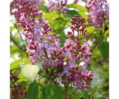 Sering - Syringa microphylla 'Superba'