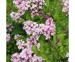 Dwergsering - Syringa meyeri 'Palibin'