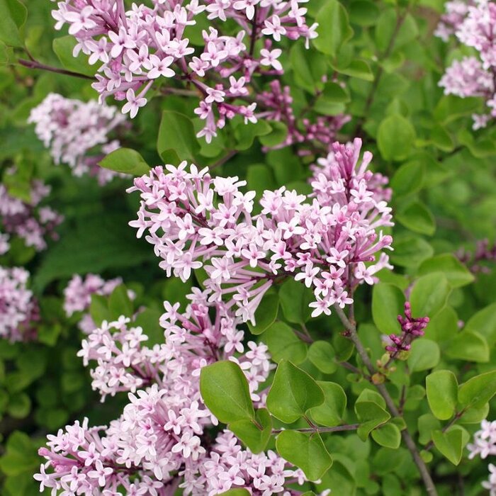 Dwergsering (Syringa meyeri 'Palibin')
