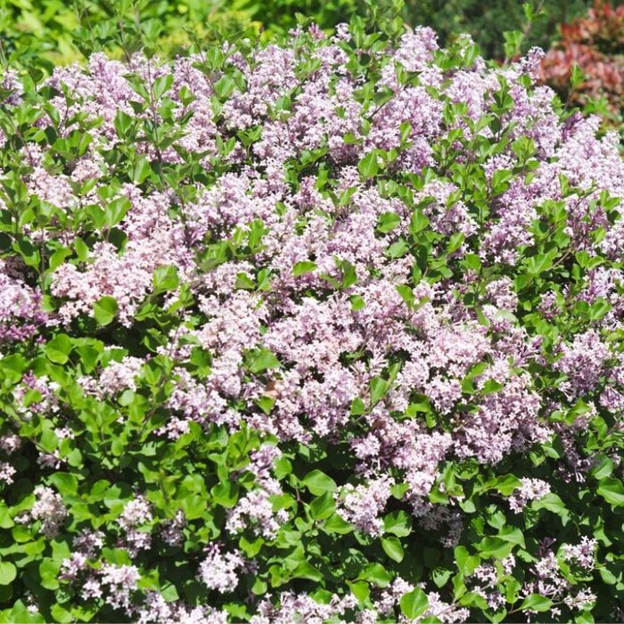 Dwergsering (Syringa meyeri 'Palibin')