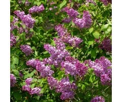 Sering - Syringa chinensis 'Saugeana'