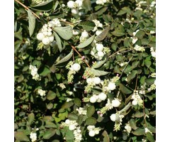 Sneeuwbes - Symphoricarpos doorenbosii 'White Hedge'