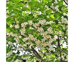 Japanse storaxboom (Struik) - Styrax japonicus