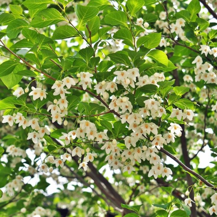 Japanse storaxboom (Struik) - Styrax japonicus