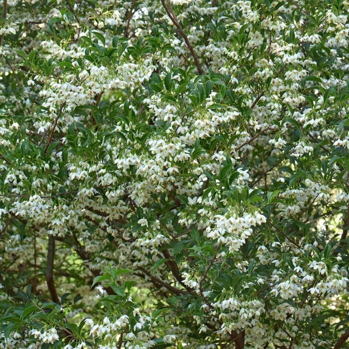 Japanse storaxboom (Struik) - Styrax japonicus