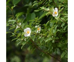 Schijncamelia - Stewartia pseudocamellia