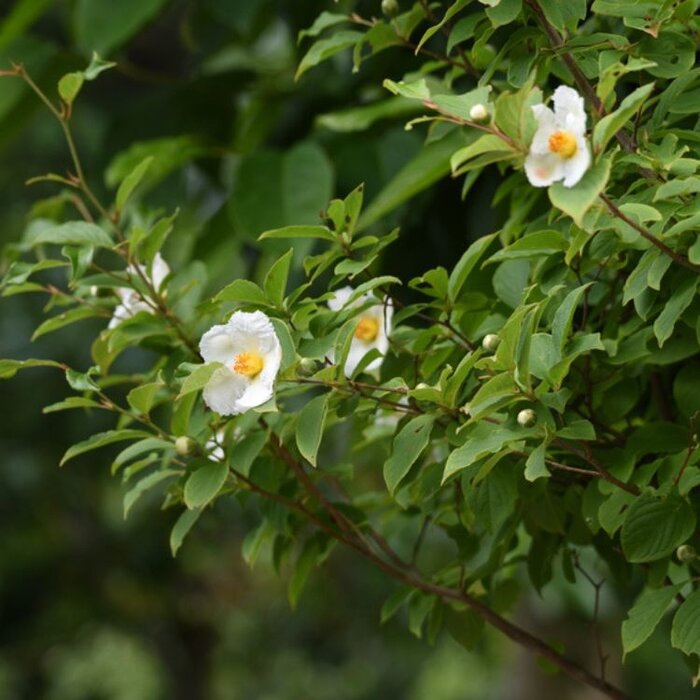 Schijncamelia (Stewartia pseudocamellia )