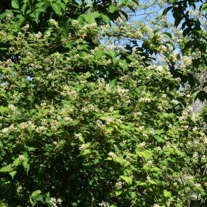 Kransspirea (Stephanandra incisa 'Crispa')