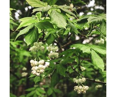 Pimpernoot - Staphylea colchica