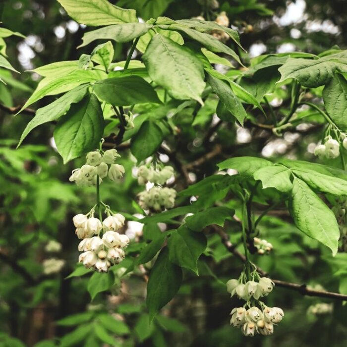 Pimpernoot (Staphylea colchica)