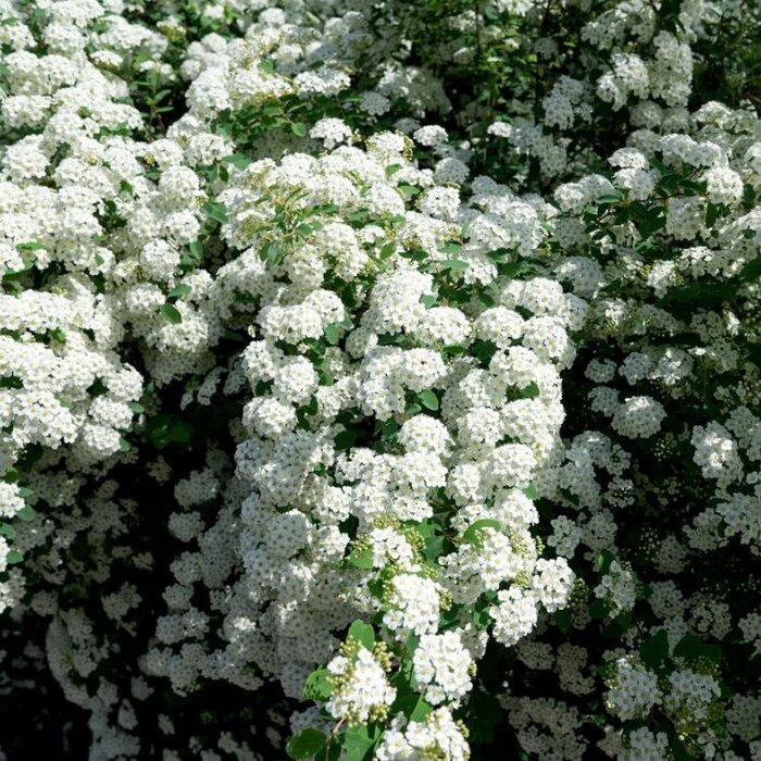 Spierstruik (Spirea nipponica 'Snowmound')