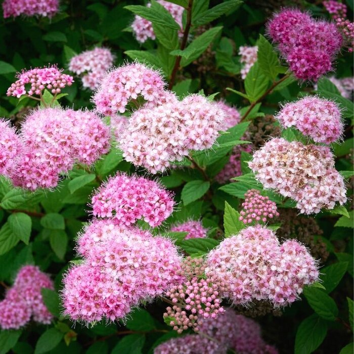 Spierstruik (Spirea japonica 'Nana')