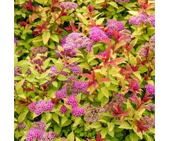 Spierstruik - Spiraea japonica 'Goldflame'