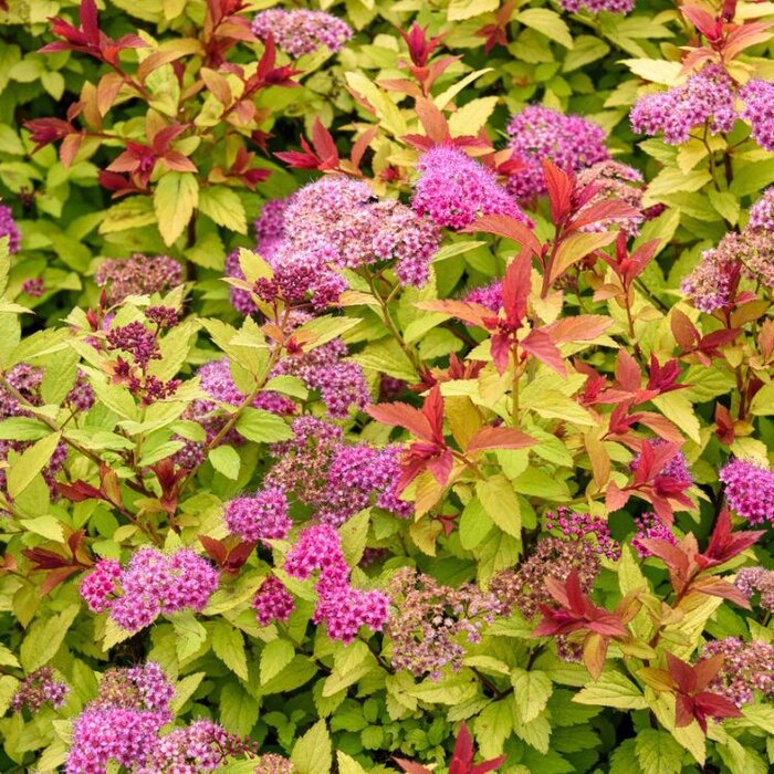 Spierstruik (Spirea japonica 'Goldflame')