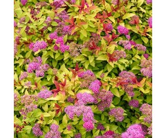 Spierstruik - Spiraea japonica 'Firelight'