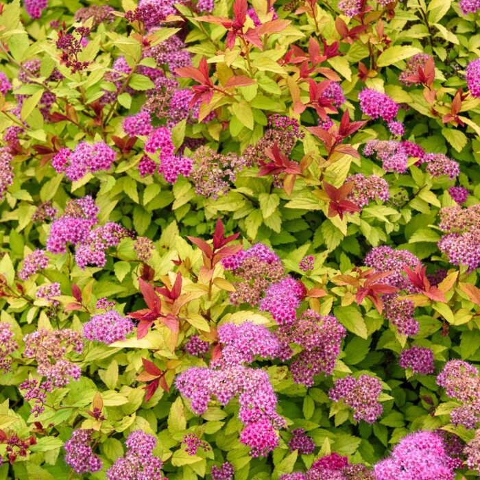 Spierstruik (Spirea japonica 'Firelight')