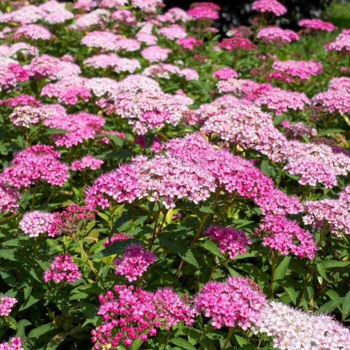 Spierstruik (Spirea japonica 'Anthony Waterer')