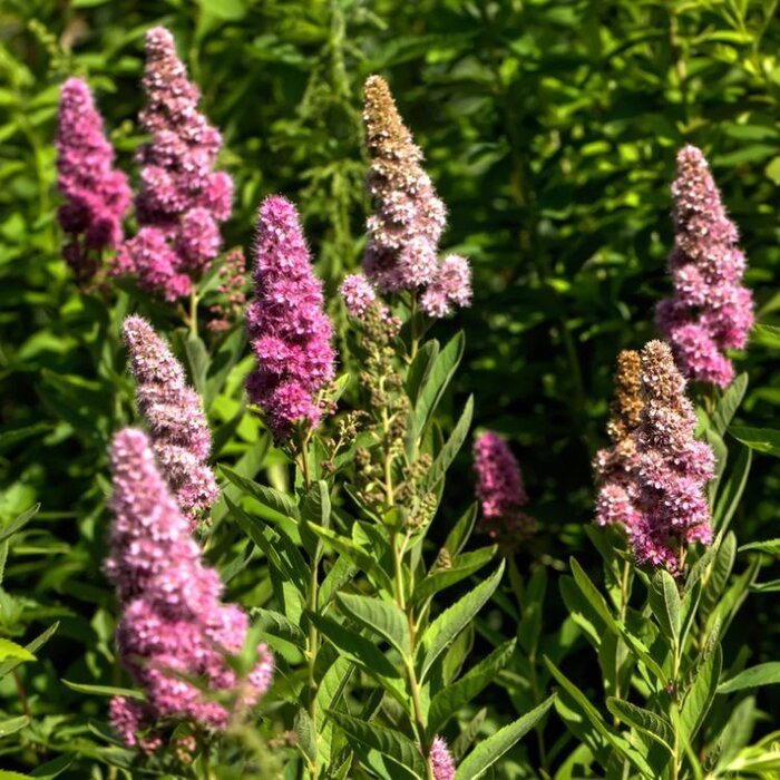 Spierstruik (Spirea billardii)