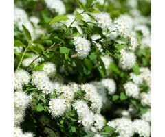 Spierstruik - Spiraea betulifolia 'Tor'
