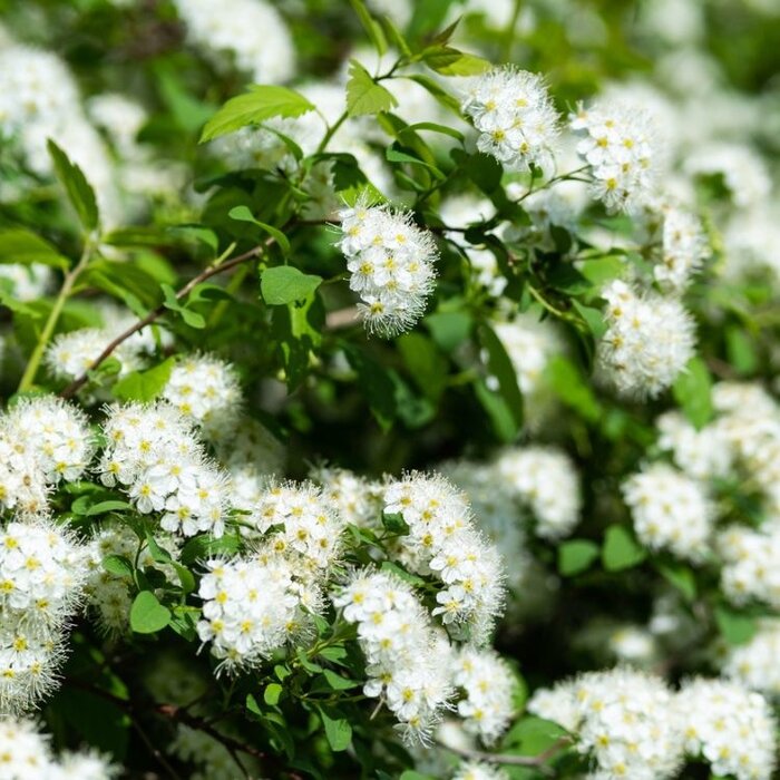 Spierstruik (Spirea betulifolia 'Tor')