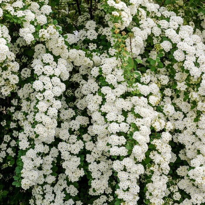 Spierstruik (Spiraea arguta)