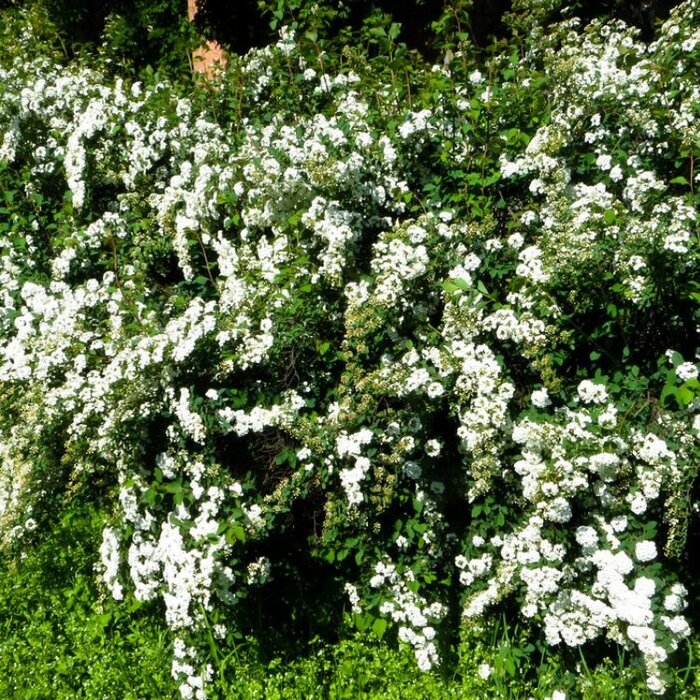 Spierstruik (Spiraea arguta)