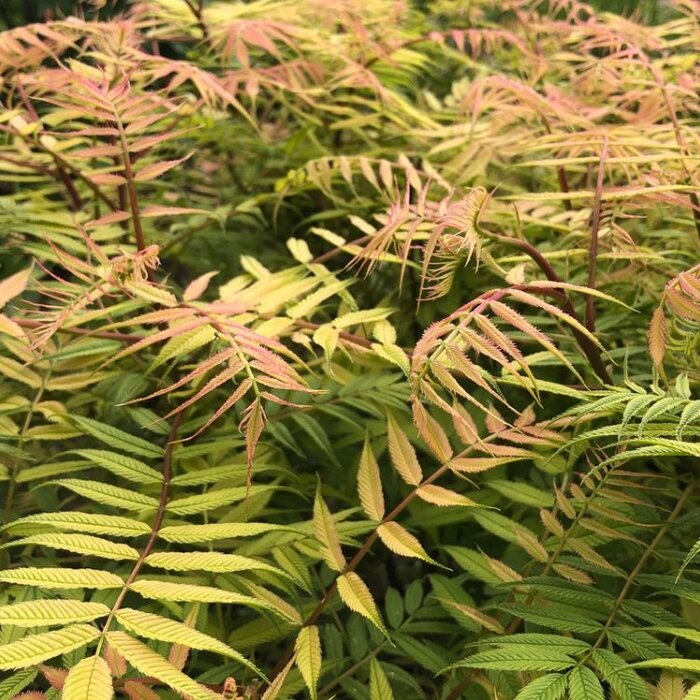 Lijsterbesspirea (Sorbaria sorbifolia 'Sem' )