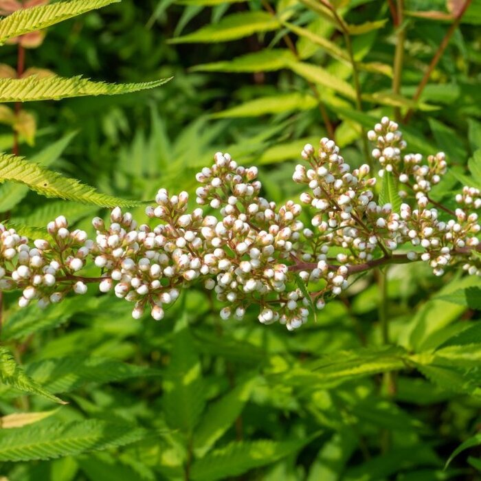 Lijsterbesspirea (Sorbaria sorbifolia 'Sem' )