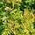 Lijsterbesspirea (Sorbaria sorbifolia)