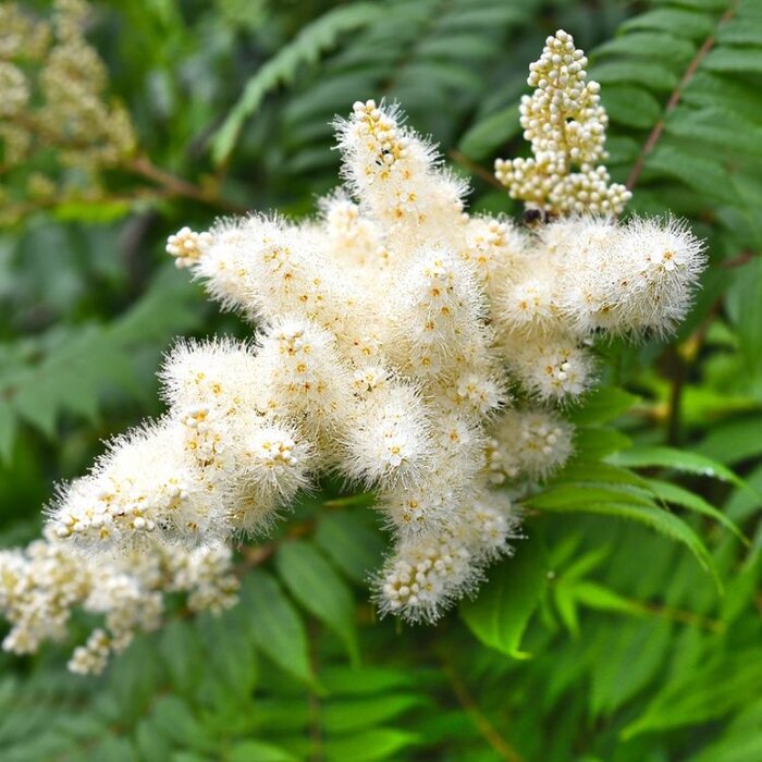 Lijsterbesspirea (Sorbaria sorbifolia)