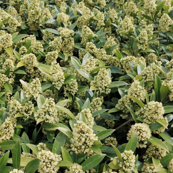 Skimmia (Skimmia japonica 'Fragrant Cloud')