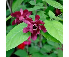 Specerijstruik - Sinocalycanthus raulstonii 'Hartlage Wine'