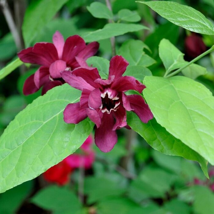 Specerijstruik (Sinocalycanthus raulstonii 'Hartlage Wine' )