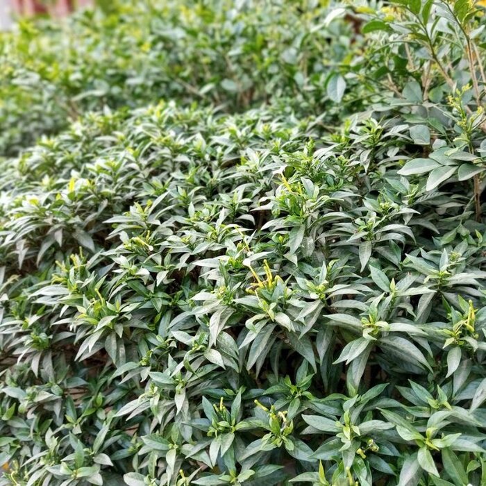 Vleesbes (Sarcococca hookeriana humilis)