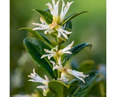 Vleesbes - Sarcococca confusa
