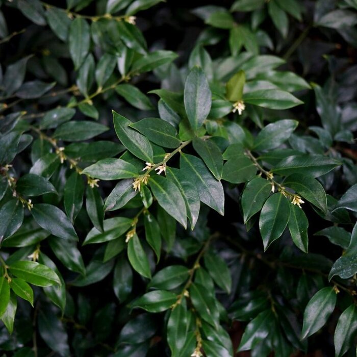 Vleesbes (Sarcococca confusa)