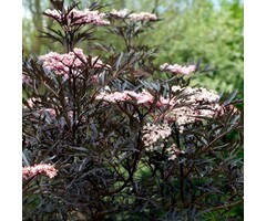 Zwarte vlier - Sambucus nigra Black Lace