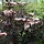 Zwarte vlier (Sambucus nigra Black Lace )