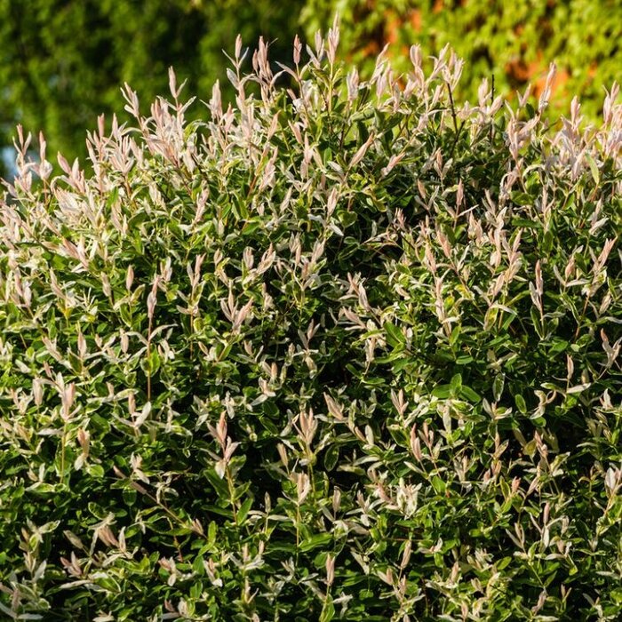 Wilg (Salix integra 'Hakuro-Nishiki')