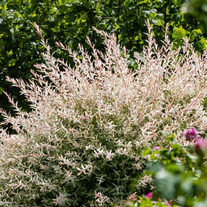 Wilg (Salix integra 'Flamingo')