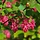 Siertrosbes (Ribes sanguineum 'King Edward VII')