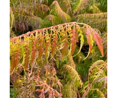 Fluweelboom (Struik) - Rhus typhina 'Dissecta'