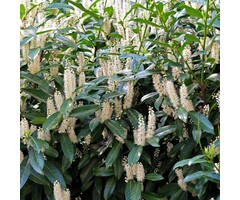 Laurierkers - Prunus laurocerasus 'Otto Luyken'