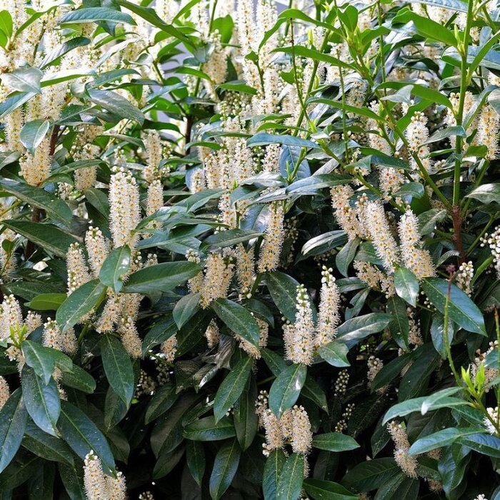 Laurierkers (Prunus laurocerasus 'Otto Luyken')
