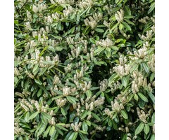 Laurierkers - Prunus laurocerasus 'Mano'