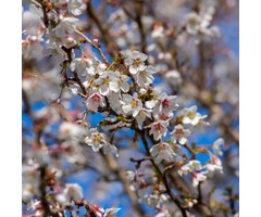 Sierkers (Struik) - Prunus incisa 'Kojou-no-mai'