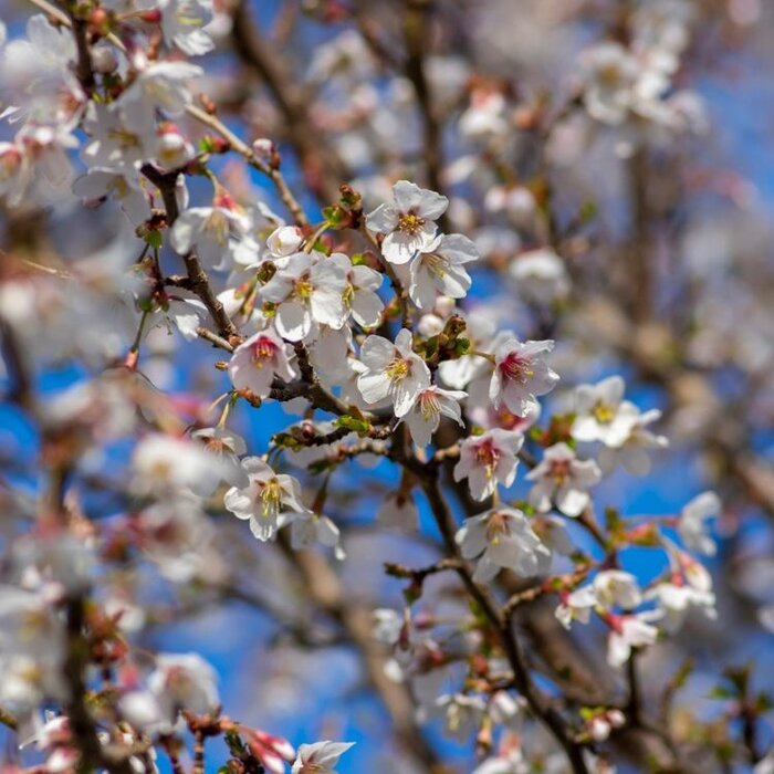 Sierkers (Struik) - Prunus incisa 'Kojou-no-mai'