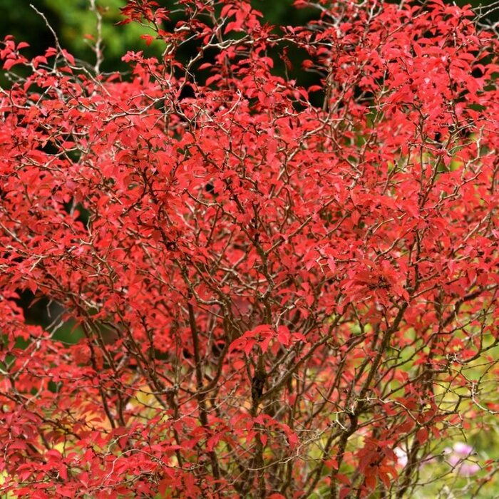 Sierkers (Struik) - Prunus incisa 'Kojou-no-mai'