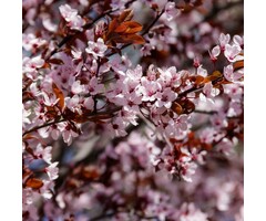 Sierkers - Prunus cistena