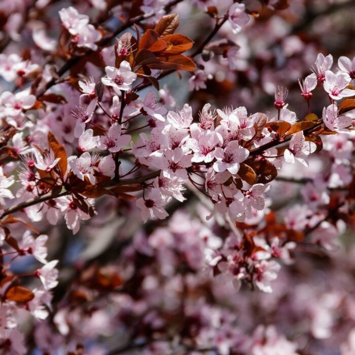Sierkers (Prunus cistena)